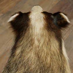 Dachs auf Wurzelholz Deko Podest Tierpräparat Raubtier Präparat 89.10.116