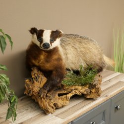 Dachs auf Wurzelholz Deko Podest Tierpräparat Raubtier Präparat 89.10.116