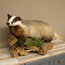 Dachs auf Wurzelholz Deko Podest Tierpräparat Raubtier Präparat 89.10.116