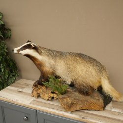 Dachs auf Wurzelholz Deko Podest Tierpräparat Raubtier Präparat 89.10.116