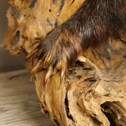 Dachs auf Wurzelholz Deko Podest Tierpräparat Raubtier Präparat 89.10.116