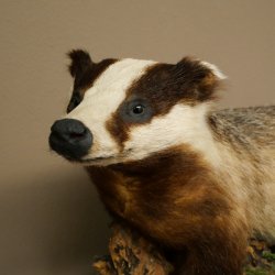 Dachs auf Wurzelholz Deko Podest Tierpräparat Raubtier Präparat 89.10.116