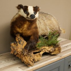 Dachs auf Wurzelholz Deko Podest Tierpräparat Raubtier Präparat 89.10.116