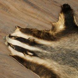 Dassenvacht Dassenvacht Deken Vachtkleed Kleed Lengte 115 cm 87.26.7