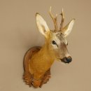 Roebuck Head and Shoulders Mount, Height 50 cm, Antlers, Roebuck Head Mount, Shield 85.11.111