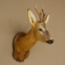 Roebuck Head and Shoulders Mount, Height 50 cm, Antlers, Roebuck Head Mount, Shield 85.11.111