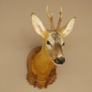 Roebuck Head and Shoulders Mount, Height 50 cm, Antlers, Roebuck Head Mount, Shield 85.11.111