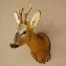 Roebuck Head and Shoulders Mount, Height 50 cm, Antlers, Roebuck Head Mount, Shield 85.11.111