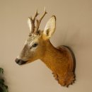Roebuck Head and Shoulders Mount, Height 50 cm, Antlers, Roebuck Head Mount, Shield 85.11.111