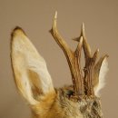 Roebuck Head and Shoulders Mount, Height 50 cm, Antlers, Roebuck Head Mount, Shield 85.11.111