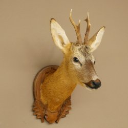 Roebuck Head and Shoulders Mount, Height 50 cm, Antlers, Roebuck Head Mount, Shield 85.11.111