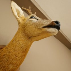 Roebuck Head and Shoulders Mount, Height 50 cm, Antlers, Roebuck Head Mount, Shield 85.11.111