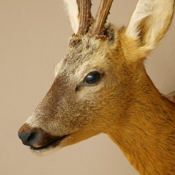 Roebuck Head and Shoulders Mount, Height 50 cm, Antlers, Roebuck Head Mount, Shield 85.11.111