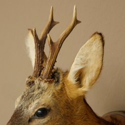 Roebuck Head and Shoulders Mount, Height 50 cm, Antlers, Roebuck Head Mount, Shield 85.11.111