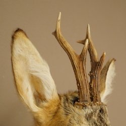 Roebuck Head and Shoulders Mount, Height 50 cm, Antlers, Roebuck Head Mount, Shield 85.11.111