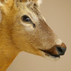Roebuck Head and Shoulders Mount, Height 50 cm, Antlers, Roebuck Head Mount, Shield 85.11.111