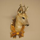 Roebuck Head and Shoulders Mount, Height 50 cm, Antlers, Roebuck Head Mount, Shield 85.11.111