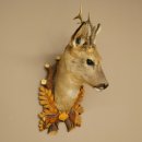 Roebuck Head and Shoulders Mount, Height 50 cm, Antlers, Roebuck Head Mount, Shield 85.11.111