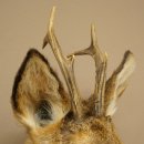 Roebuck Head and Shoulders Mount, Height 50 cm, Antlers, Roebuck Head Mount, Shield 85.11.111