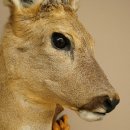 Roebuck Head and Shoulders Mount, Height 50 cm, Antlers, Roebuck Head Mount, Shield 85.11.111