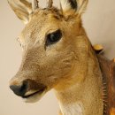 Roebuck Head and Shoulders Mount, Height 50 cm, Antlers, Roebuck Head Mount, Shield 85.11.111