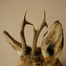 Roebuck Head and Shoulders Mount, Height 50 cm, Antlers, Roebuck Head Mount, Shield 85.11.111