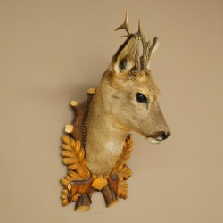 Roebuck Head and Shoulders Mount, Height 50 cm, Antlers, Roebuck Head Mount, Shield 85.11.111