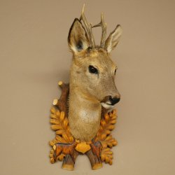 Roebuck Head and Shoulders Mount, Height 50 cm, Antlers, Roebuck Head Mount, Shield 85.11.111