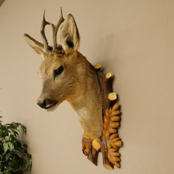 Roebuck Head and Shoulders Mount, Height 50 cm, Antlers, Roebuck Head Mount, Shield 85.11.111