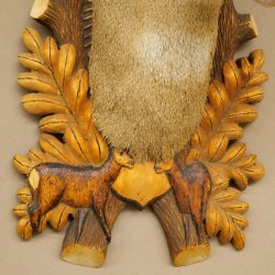 Roebuck Head and Shoulders Mount, Height 50 cm, Antlers, Roebuck Head Mount, Shield 85.11.111