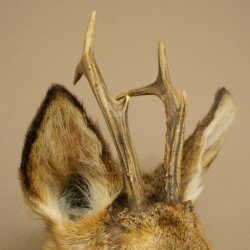 Roebuck Head and Shoulders Mount, Height 50 cm, Antlers, Roebuck Head Mount, Shield 85.11.111