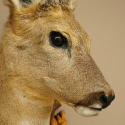 Roebuck Head and Shoulders Mount, Height 50 cm, Antlers, Roebuck Head Mount, Shield 85.11.111