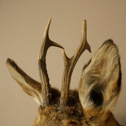 Roebuck Head and Shoulders Mount, Height 50 cm, Antlers, Roebuck Head Mount, Shield 85.11.111