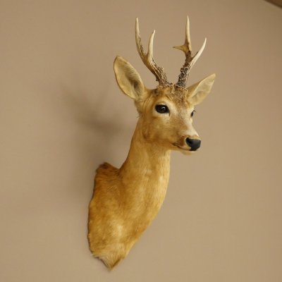 Roebuck Head and Shoulders Mount, Height 50 cm, Antlers, Roebuck Head Mount, Shield 85.11.111