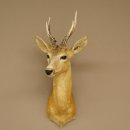 Roebuck Head and Shoulders Mount, Height 50 cm, Antlers, Roebuck Head Mount, Shield 85.11.111