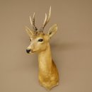 Roebuck Head and Shoulders Mount, Height 50 cm, Antlers, Roebuck Head Mount, Shield 85.11.111