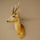 Roebuck Head and Shoulders Mount, Height 50 cm, Antlers, Roebuck Head Mount, Shield 85.11.111