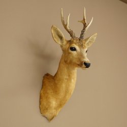 Roebuck Head and Shoulders Mount, Height 50 cm, Antlers, Roebuck Head Mount, Shield 85.11.111