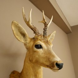 Roebuck Head and Shoulders Mount, Height 50 cm, Antlers, Roebuck Head Mount, Shield 85.11.111