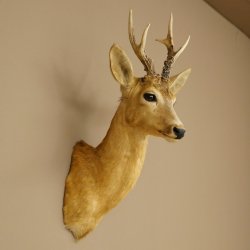 Roebuck Head and Shoulders Mount, Height 50 cm, Antlers, Roebuck Head Mount, Shield 85.11.111