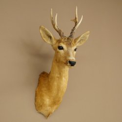 Roebuck Head and Shoulders Mount, Height 50 cm, Antlers, Roebuck Head Mount, Shield 85.11.111