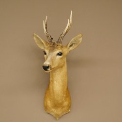 Roebuck Head and Shoulders Mount, Height 50 cm, Antlers, Roebuck Head Mount, Shield 85.11.111