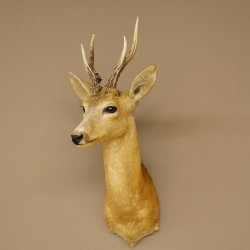 Roebuck Head and Shoulders Mount, Height 50 cm, Antlers, Roebuck Head Mount, Shield 85.11.111