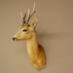 Roebuck Head and Shoulders Mount, Height 50 cm, Antlers, Roebuck Head Mount, Shield 85.11.111