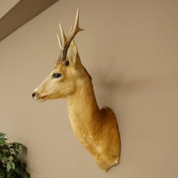 Roebuck Head and Shoulders Mount, Height 50 cm, Antlers, Roebuck Head Mount, Shield 85.11.111
