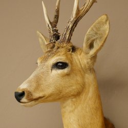 Roebuck Head and Shoulders Mount, Height 50 cm, Antlers, Roebuck Head Mount, Shield 85.11.111