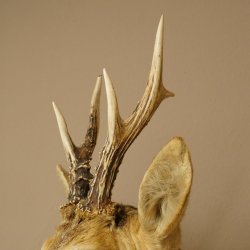 Roebuck Head and Shoulders Mount, Height 50 cm, Antlers, Roebuck Head Mount, Shield 85.11.111