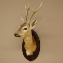 Siberian roebuck head mount, height 71 cm, antlers,...