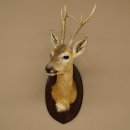 Tête empaillée de chevreuil sibérien, hauteur 71 cm, bois, tête empaillée, plaque 85.11.114