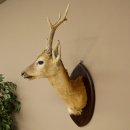 Tête empaillée de chevreuil sibérien, hauteur 71 cm, bois, tête empaillée, plaque 85.11.114